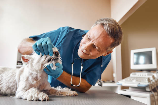 Best Emergency Gum Treatment in Maricopa, AZ